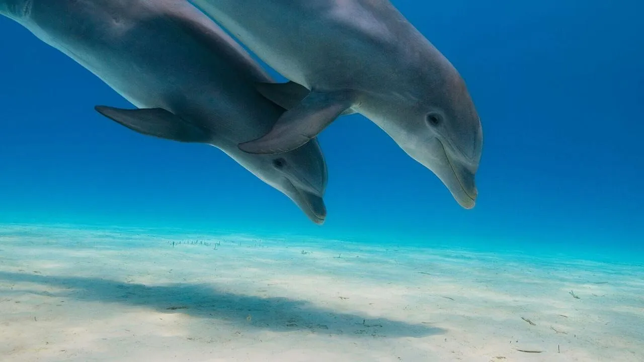 Dolphins: Is Our Love Too Deep? — PickxPlusF.be 08:10