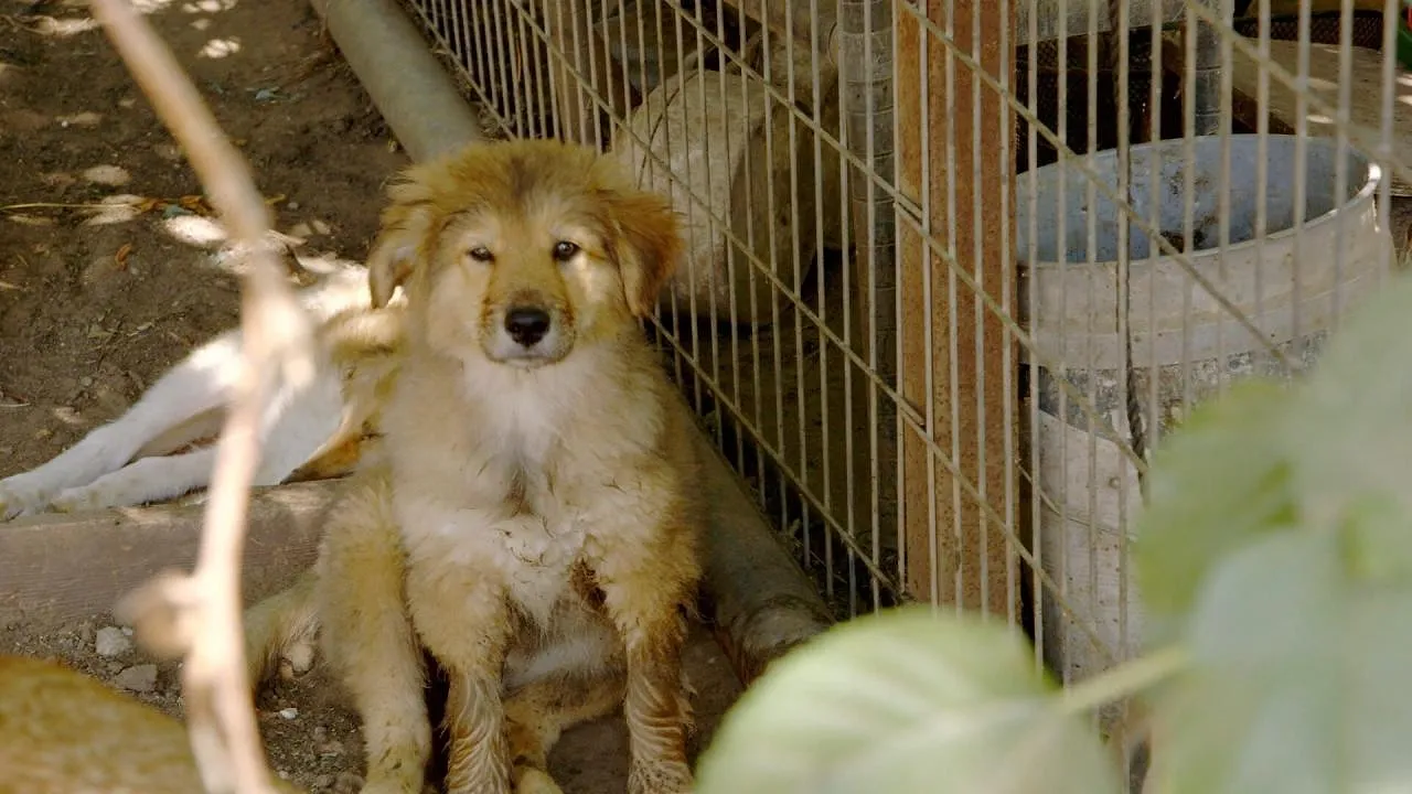 Le refuge Dog Tales — PickxPlusF.be 08:10