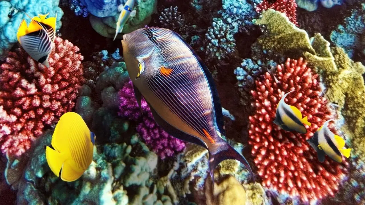 Blue Planet III — BBC Two 08:20