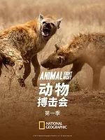Animal Fight Night