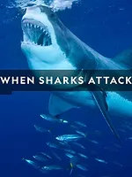 When Sharks attack...