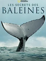 Les Secrets des baleines
