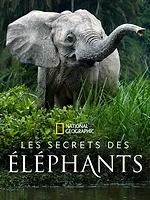 Les secrets des éléphants