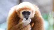 72 animaux dangereux en Asie