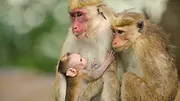 Wild Babies : Petits et Sauvages