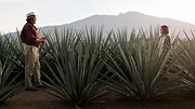 Monarca
