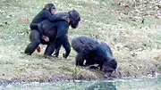 Rencontre avec les Chimpanzés
