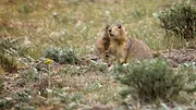 Prairie Dog Manor