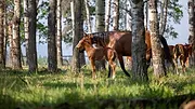 Heartland S17 E1