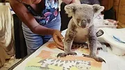 Izzy et les koalas