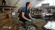 Nausicaá : Dans les coulisses du plus grand aquarium d'Europe