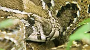 72 animaux dangereux en Asie