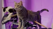 Cat People