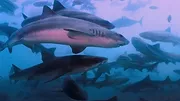 All the Sharks : Trouvez-les tous !