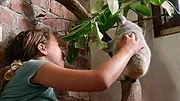 Izzy et les koalas