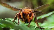 72 animaux dangereux en Asie