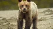 Wild Babies : Petits et Sauvages