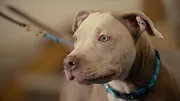 Canine Academy
