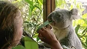 Izzy et les koalas