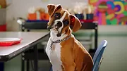 Pup Academy : L'école secrète