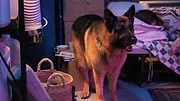 Hudson et Rex S5 E18