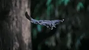 Le règne animal