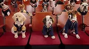 Pup Academy : L'école secrète