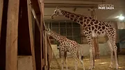 Expédition Pairi Daiza