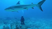 All the Sharks : Trouvez-les tous !