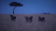 La Terre, La Nuit