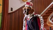 Pup Academy : L'école secrète