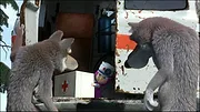 Masha et Michka S1 E7