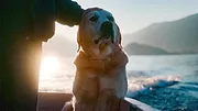Nos amis les chiens