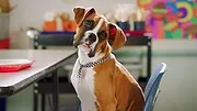 Pup Academy : L'école secrète