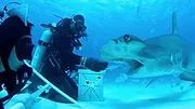 All the Sharks : Trouvez-les tous !