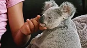 Izzy et les koalas