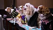 Nos amis les chiens