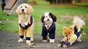 Pup Academy : L'école secrète
