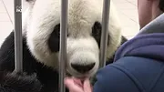 Expédition Pairi Daiza