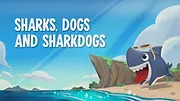 Toukin, le chien-requin