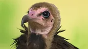 Le règne animal