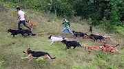 Nos amis les chiens
