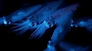 La Terre, La Nuit