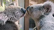 Izzy et les koalas