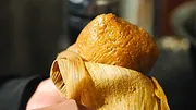 L'origine des saveurs