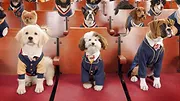 Pup Academy : L'école secrète