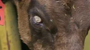 Les secrets du Skinwalker Ranch