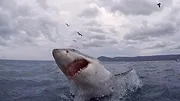 When Sharks attack...