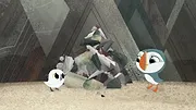 Puffin Rock