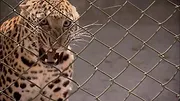 72 animaux dangereux en Asie